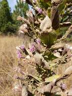 Image of Acourtia moschata (La Llave & Lex.) DC.