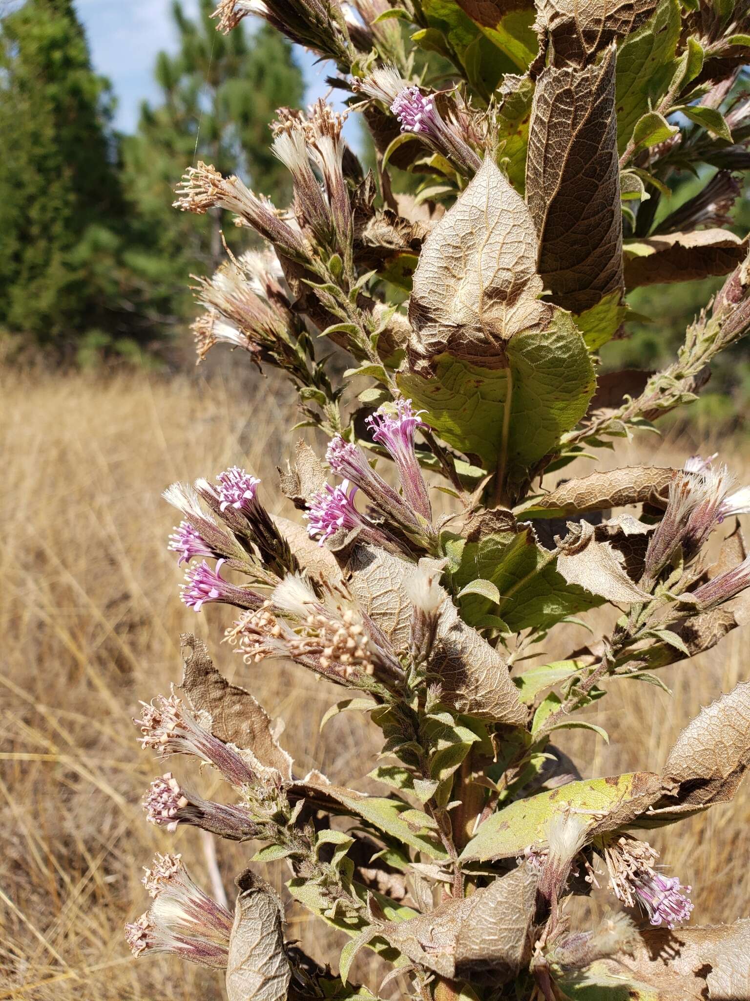 Image of Acourtia moschata (La Llave & Lex.) DC.