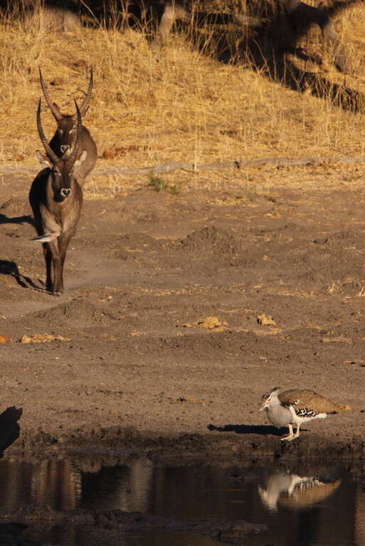 Image of Kori Bustard