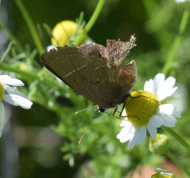 Image of White-M Hairstreak