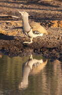 Image of Kori Bustard