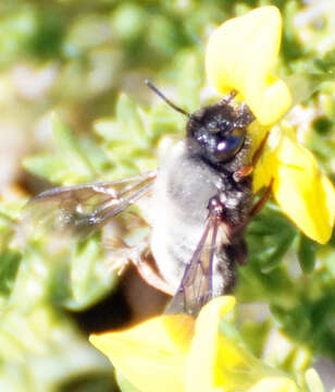 Image de Megachile canescens (Brullé 1832)