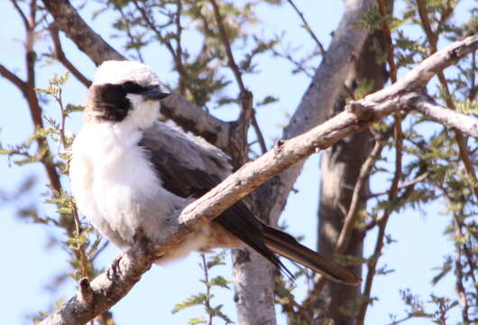 Image of Southern White-crowned Shrike