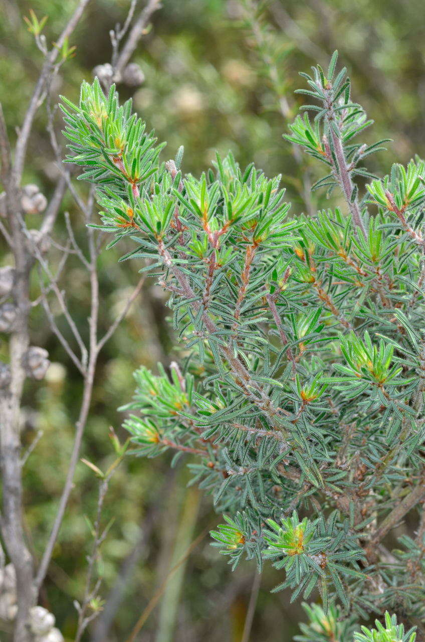 Image of Pultenaea daltonii H. B. Will.