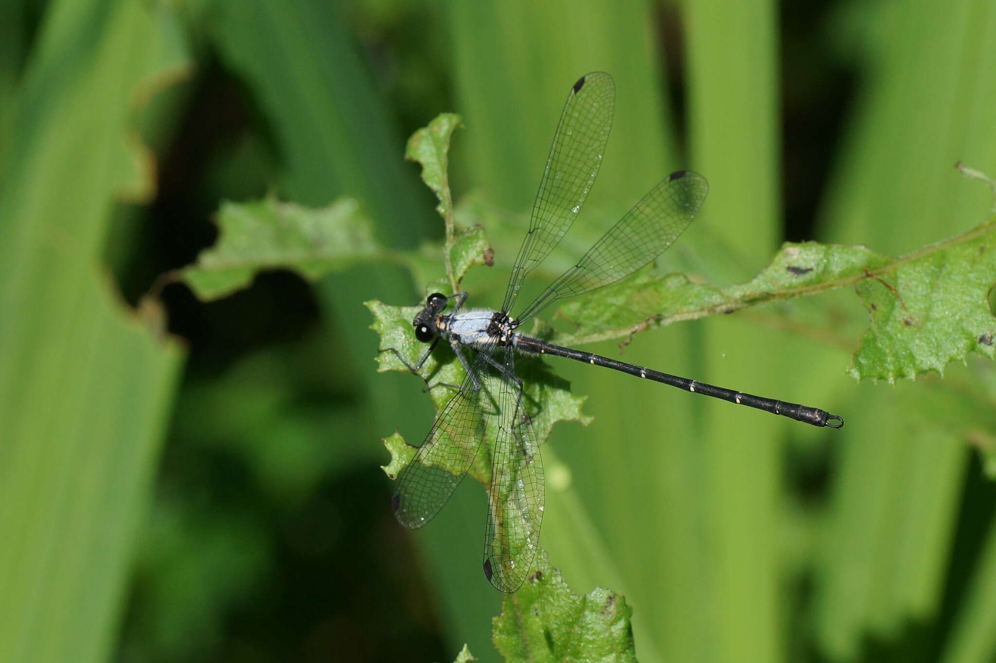 Image de Austroargiolestes calcaris (Fraser 1958)