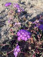 Image of pink sand verbena