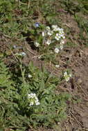 Image of Capsella grandiflora (Fauché & Chaub.) Boiss.