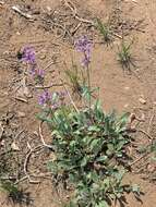 Image of blueleaf beardtongue