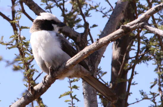 Image of Southern White-crowned Shrike