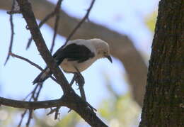 Image of Southern Pied Babbler