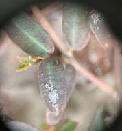 صورة Euphorbia cumulicola (Small) Oudejans