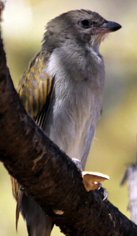 Image of Lesser Honeyguide