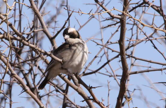 Image of sparrow-weaver