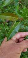 Image of balsam willow