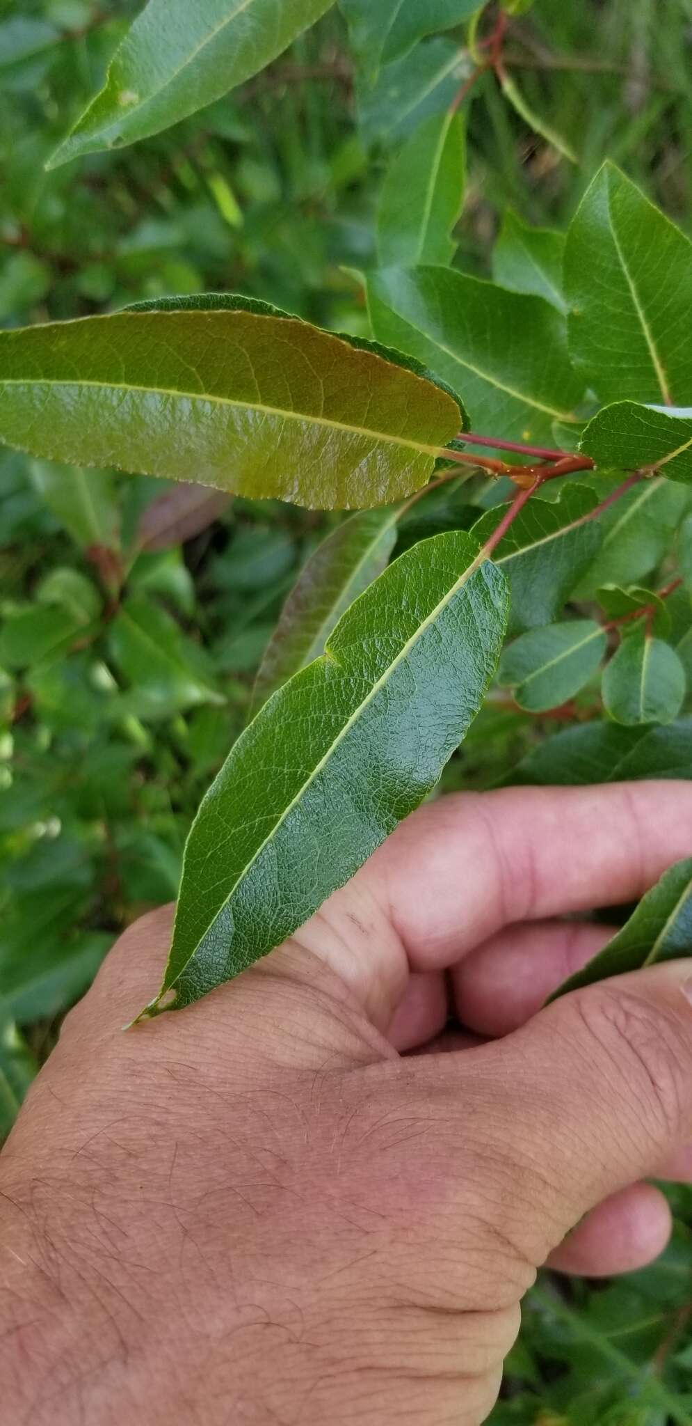 Image de Salix pyrifolia Anderss.