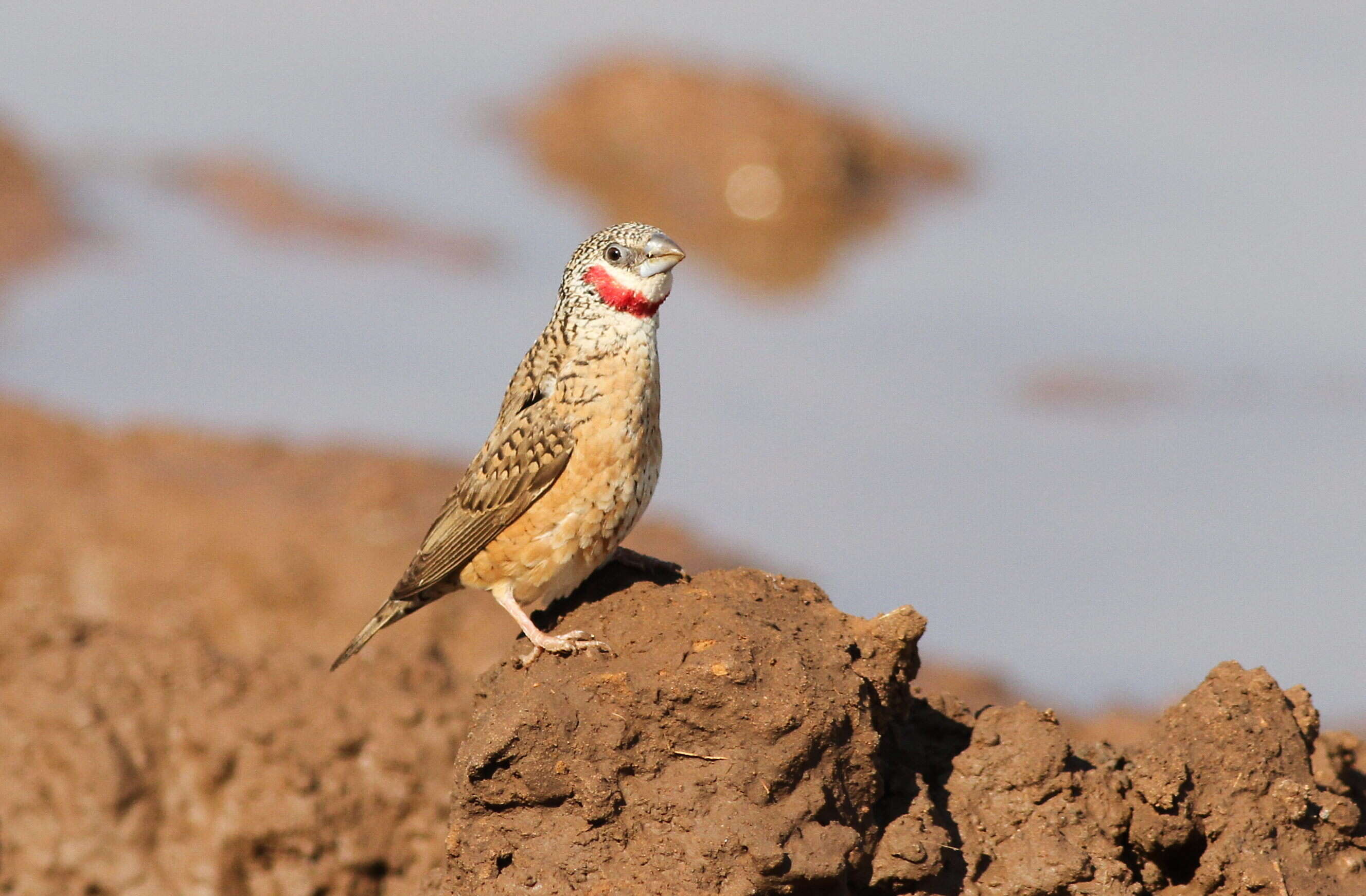 Image of Cut-throat Finch