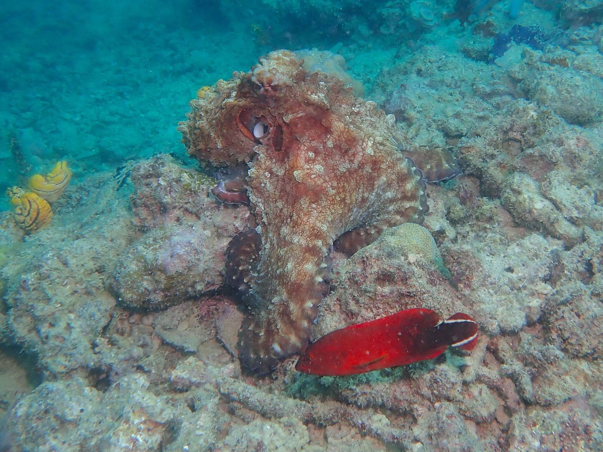 Cephalopholis urodeta (Forster 1801) resmi