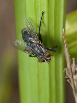 صورة Sarcophaga sarraceniae Riley 1874