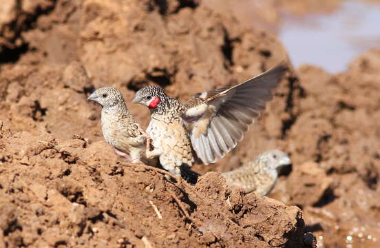 Image of Cut-throat Finch