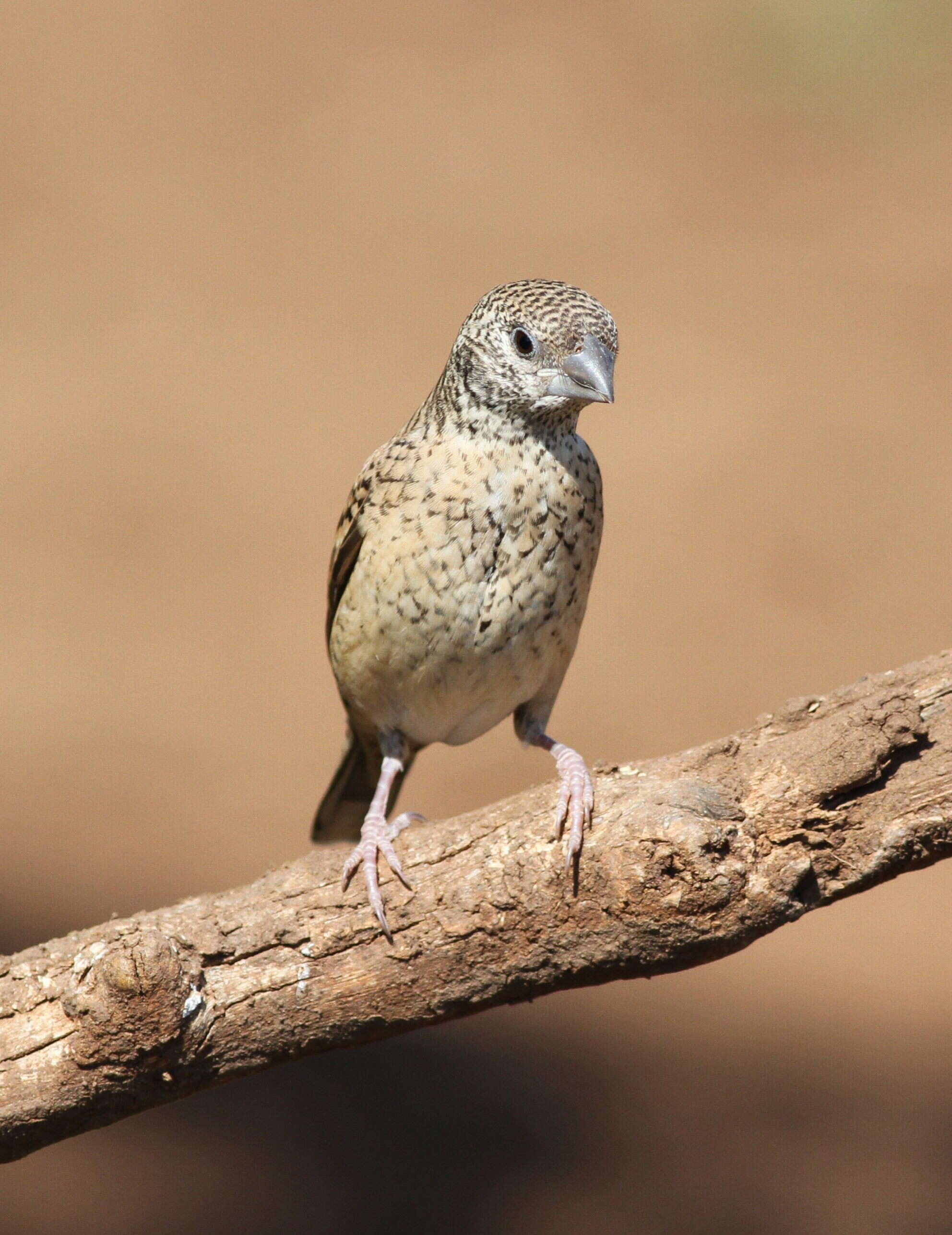 Image of Cut-throat Finch