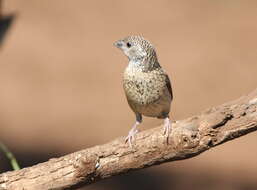 Image of Cut-throat Finch