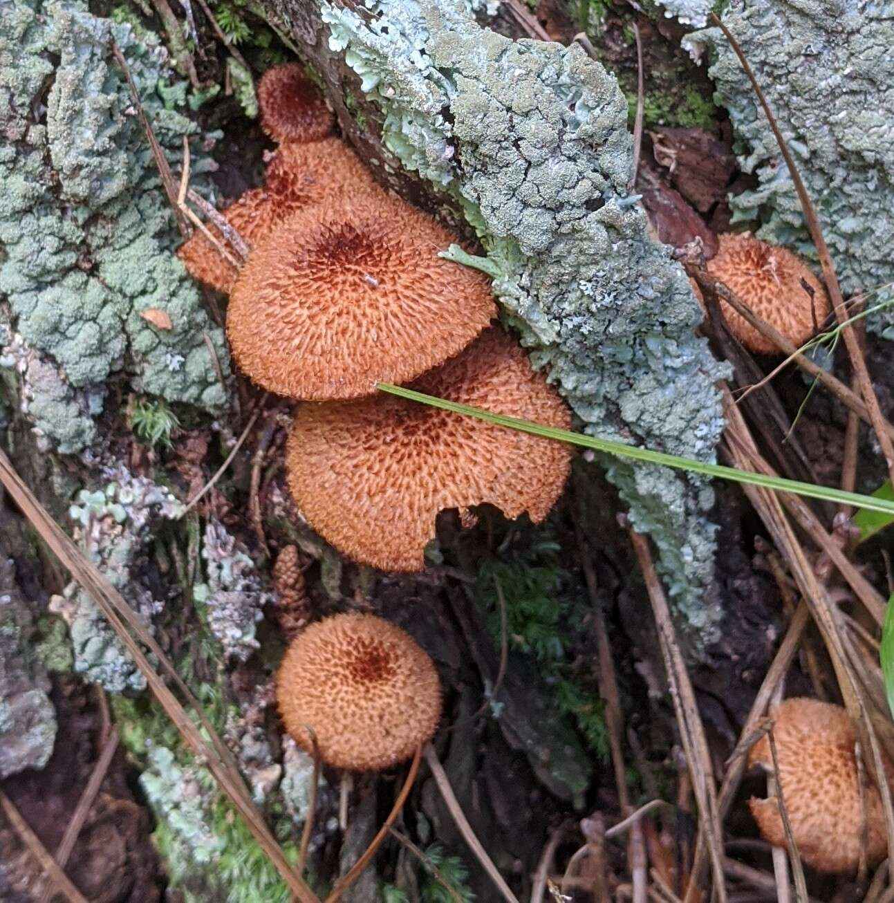 Plancia ëd Tricholomopsis formosa (Murrill) Singer 1951