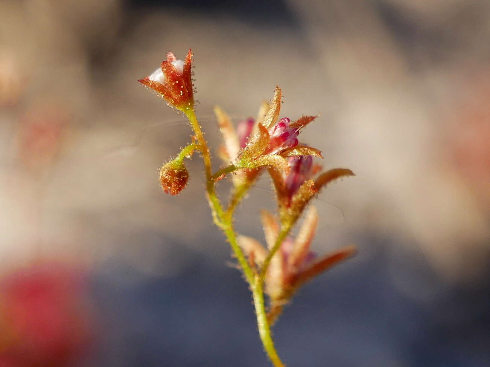 Image of Drosera patens Lowrie & Conran