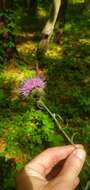 Image of soft thistle