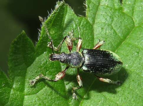 Plancia ëd Phyllobius (Metaphyllobius) pomaceus Gyllenhal 1834