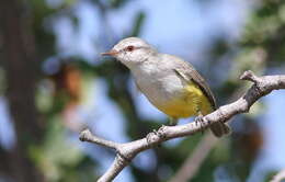 Image of Yellow-bellied Eremomela