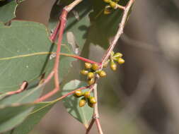 Слика од Eucalyptus yarraensis Maiden & Cambage