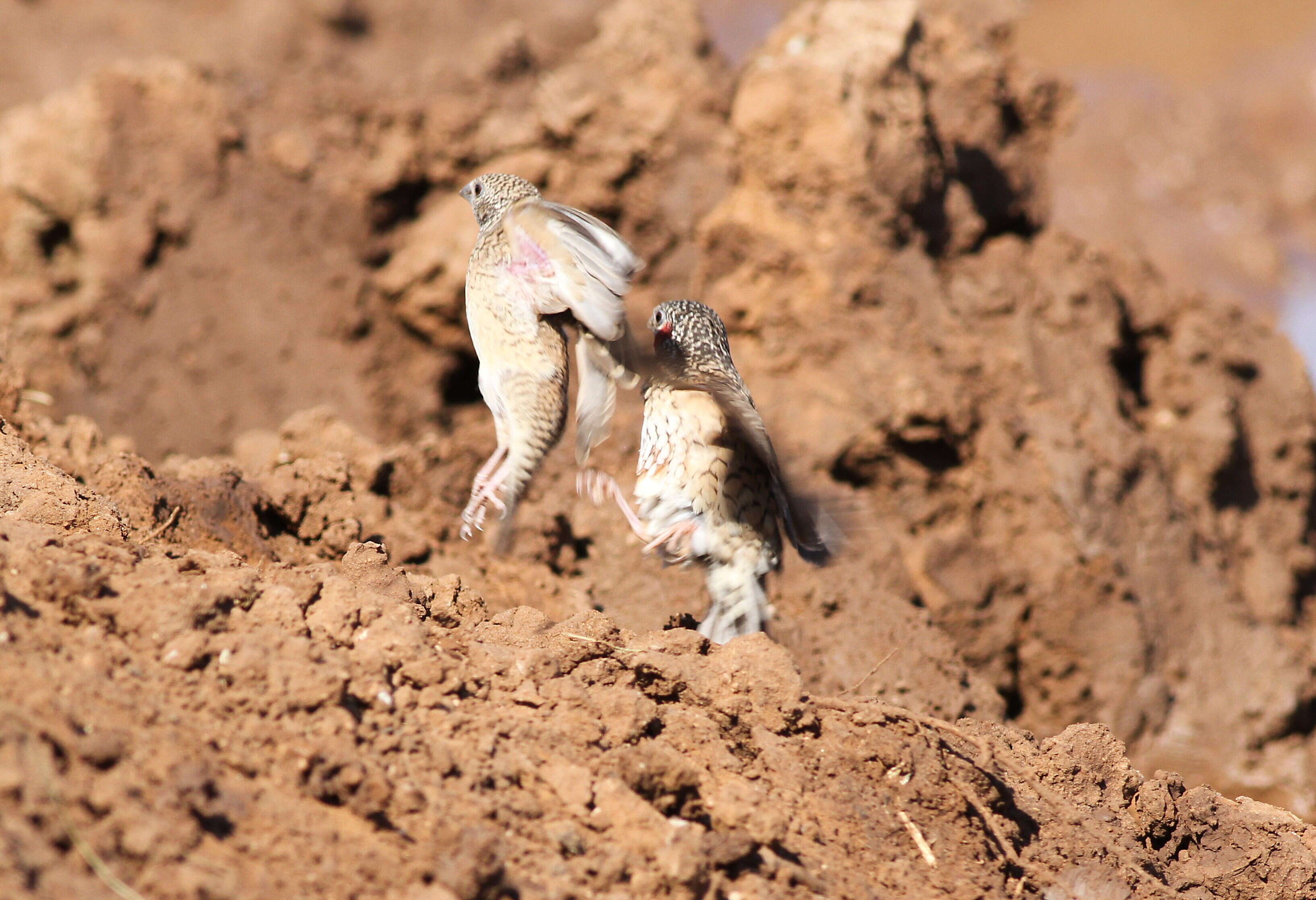 Image of Cut-throat Finch