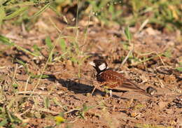 صورة Eremopterix leucotis (Stanley 1814)