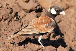 صورة Eremopterix leucotis (Stanley 1814)