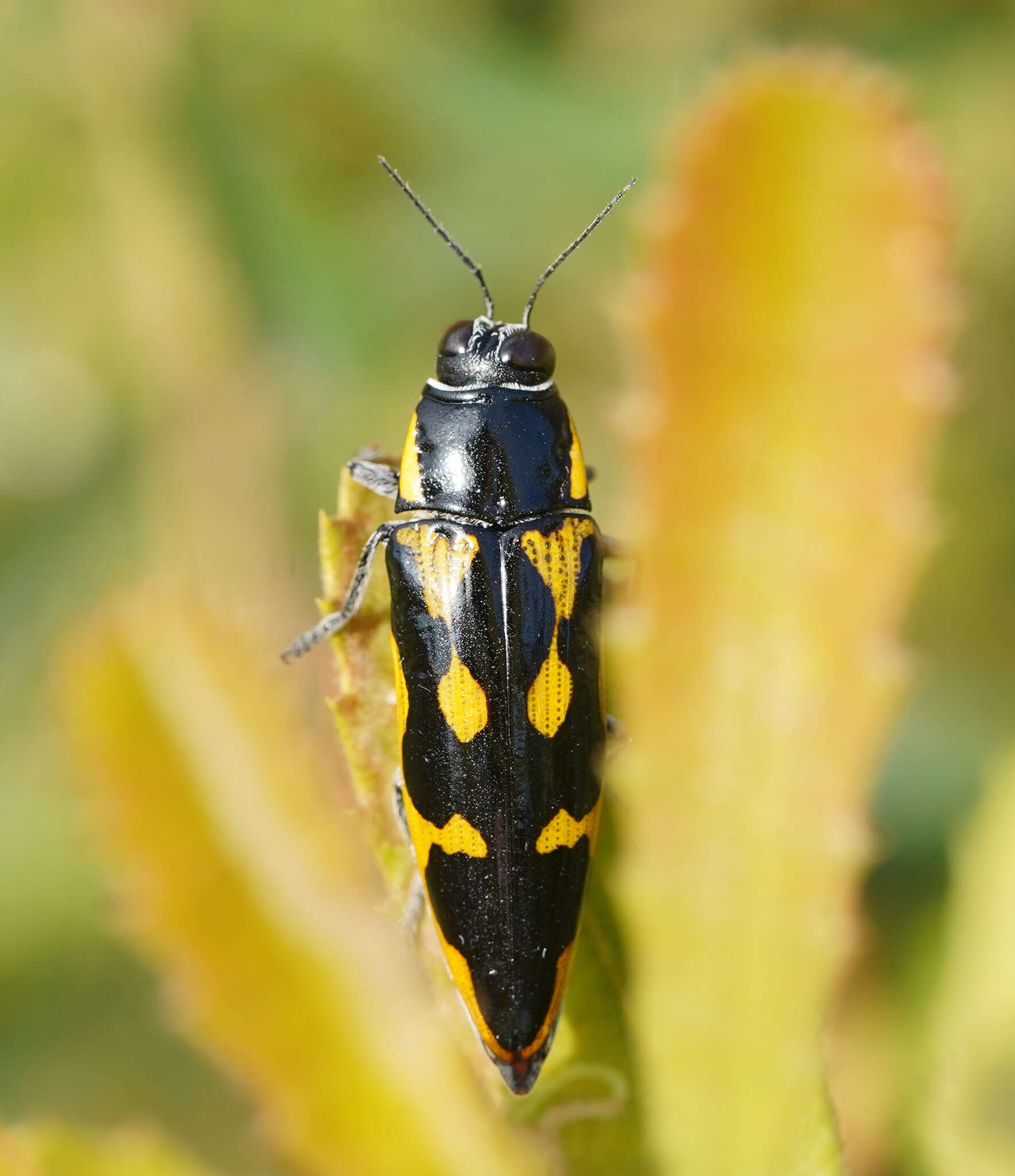 Imagem de Cyrioides australis (Boisduval 1835)