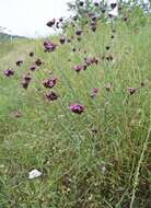 Imagem de Dianthus giganteus Dum.-Urville