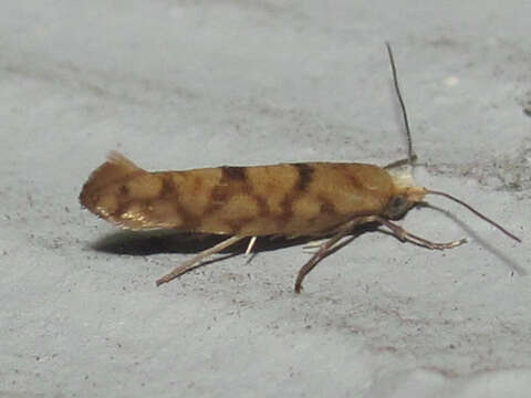 Image of Argyresthia alternatella Kearfott 1908