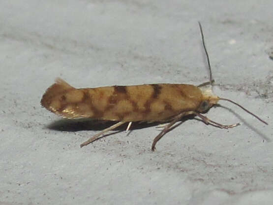 Image of Argyresthia alternatella Kearfott 1908