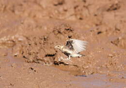 صورة Eremopterix leucotis (Stanley 1814)