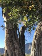 Image of Fremont cottonwood