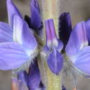 Image of <i>Lupinus honoratus</i>