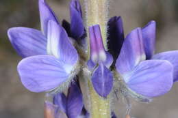 Sivun <i>Lupinus honoratus</i> kuva