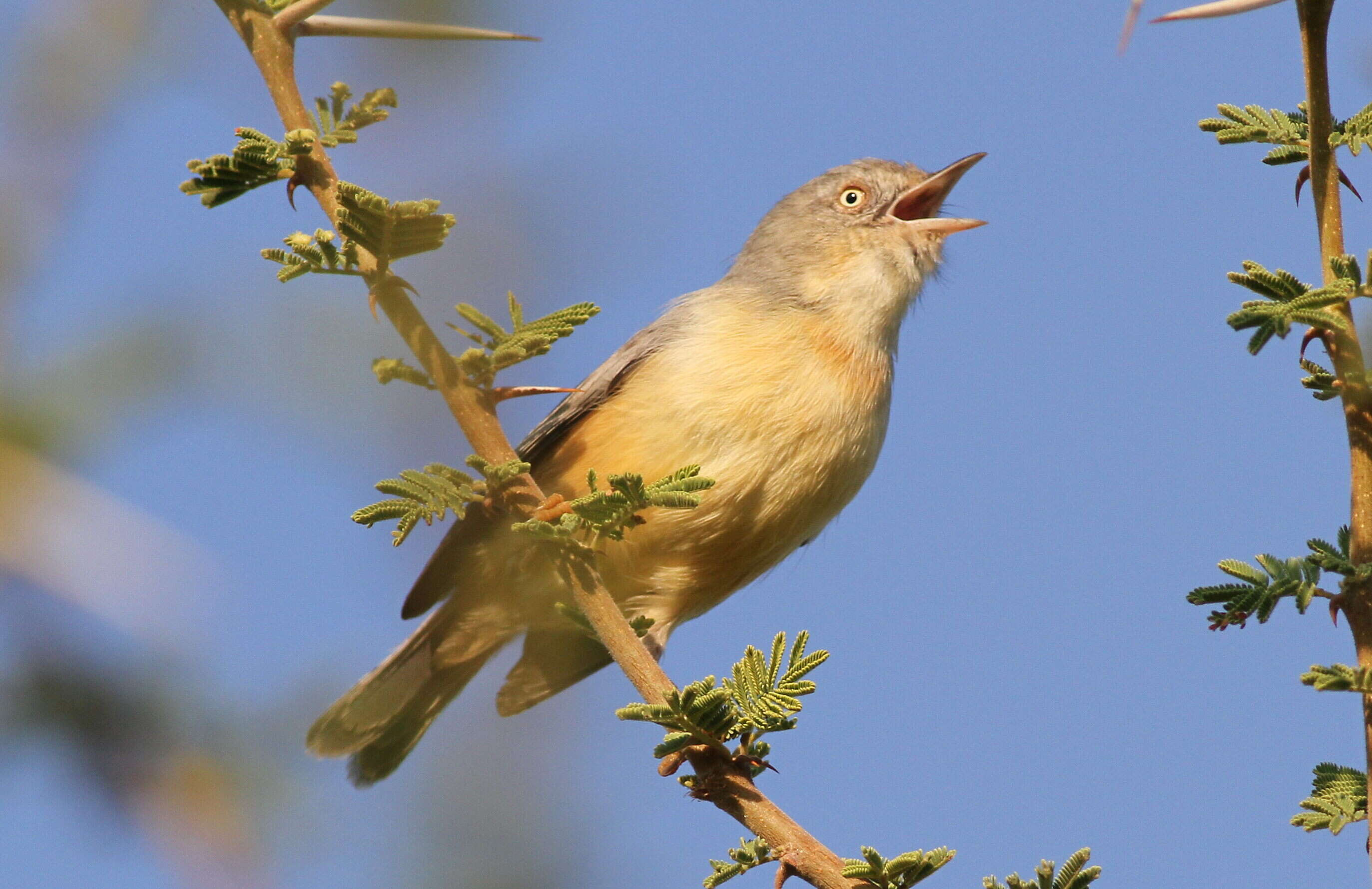 Image of Burnt-neck Eremomela