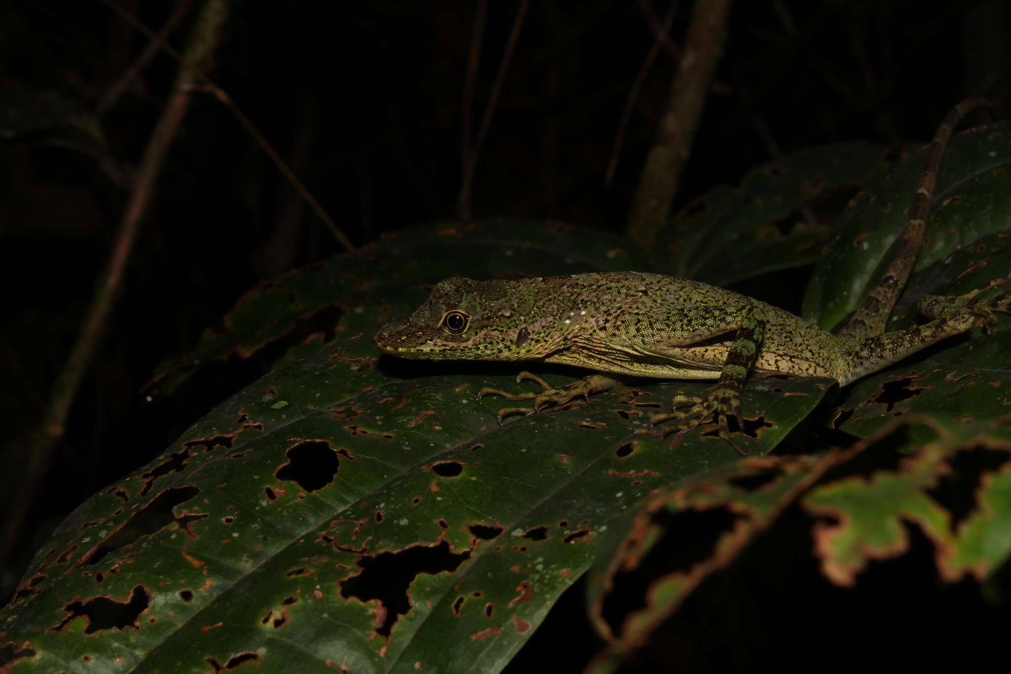 Image of Anolis anoriensis Velasco, Gutiérrez-cárdenas & Quintero-angel 2010