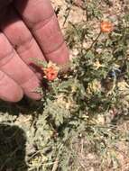 Image of spear globemallow