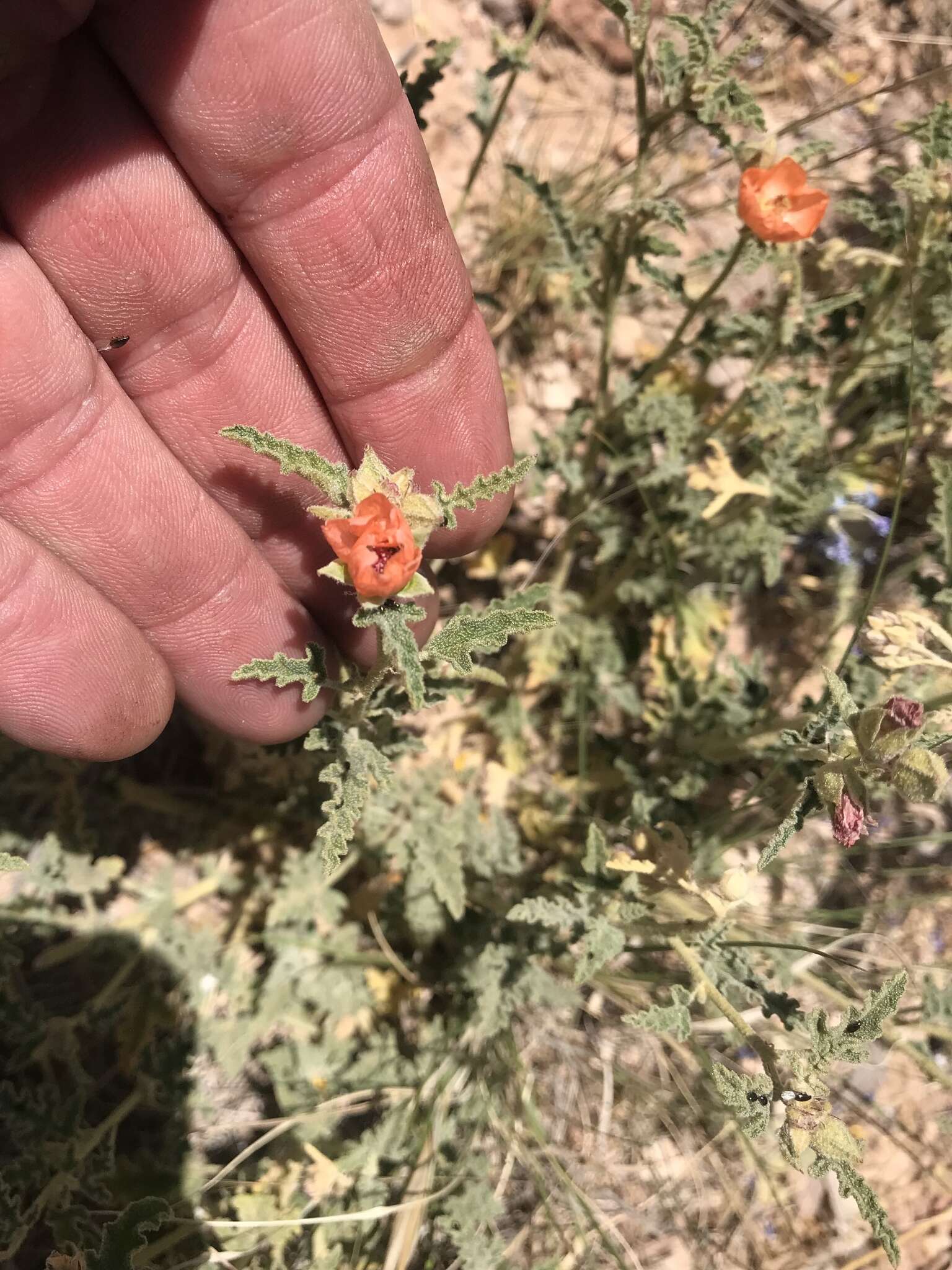 Image of spear globemallow