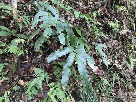 Image of Dryopteris enneaphylla (Bak.) C. Chr.