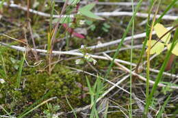 Image of upland eyebright