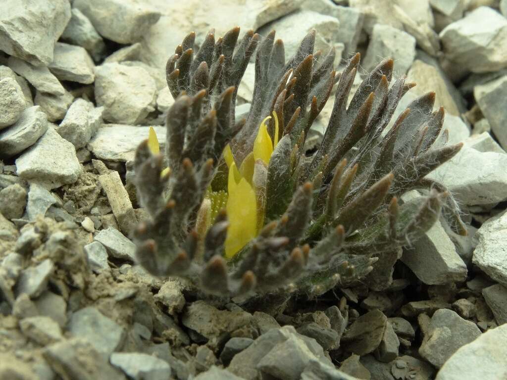 صورة Ranunculus scrithalis P. J. Garnock-Jones