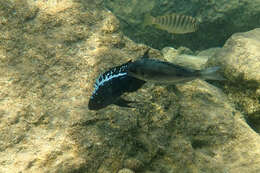 Image of Ophthalmotilapia ventralis (Boulenger 1898)